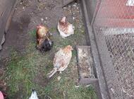 Grajewo ogłoszenia: Sprzedam drób ozdobny i króliki.  
Więcej informacji udzielę... - zdjęcie