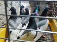 Grajewo ogłoszenia: Sprzedam gołębie widoczne na zdjęciach. Kontakt tylko... - zdjęcie