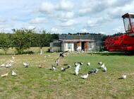 Grajewo ogłoszenia: Sprzedam gołębie widoczne na zdjęciach. Możliwość sprzedaży... - zdjęcie