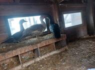 Grajewo ogłoszenia: Sprzedam koguty australorp,amrock, czubatki trójbarwne, kaczki... - zdjęcie