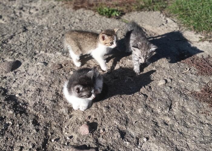 Grajewo ogłoszenia: Witam mam do oddania 4 małe kotki. Kociaki są z końca sierpnia i...