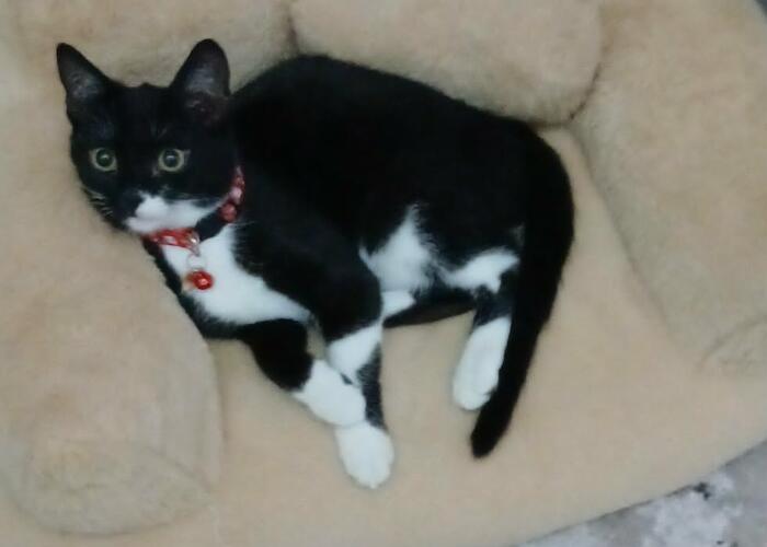 Grajewo ogłoszenia: Oddam kotka w dobre ręce. Odrobaczony, zadbany, ma około 4...