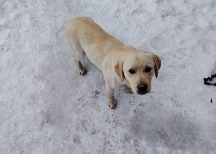 Grajewo ogłoszenia: Labrador suczka, urodzona 21.04.2025;
książeczka zdrowia - 300;