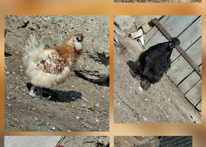 Grajewo ogłoszenia: Oddam koguty rasy silka i różne