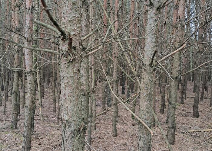 Grajewo ogłoszenia: Sprzedam las sosnowo-brzozowy z gruntem 1,7ha. 
Las 30-letni,...
