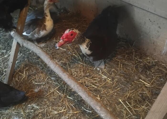 Grajewo ogłoszenia: 2 kaczki I kaczora z tamtego lata, cena za sztukę