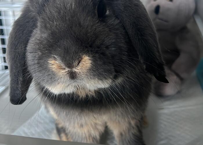 Grajewo ogłoszenia: Sprzedam ślicznego, rasowego  królika samca (rasa Mini Lop ),...