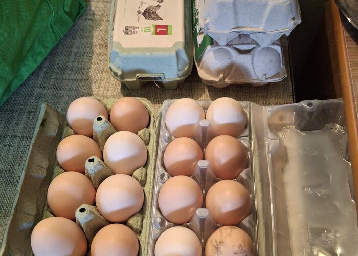 Grajewo ogłoszenia: Sprzedam świeże wiejskie jajka po 1,30 zł odbiór własny lub z...